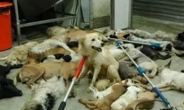 The mother of a stray dog just gave birth to her baby and witnessed the most tragic thing