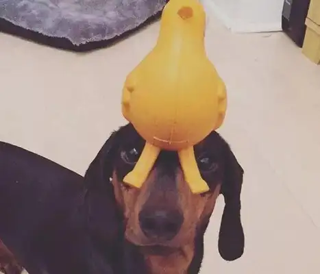 The dog learned the top ball, so the master put it on top of something else