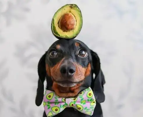 The dog learned the top ball, so the master put it on top of something else