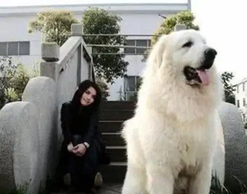 Seven good dogs have a high rate of return, but they're less pathetic in life