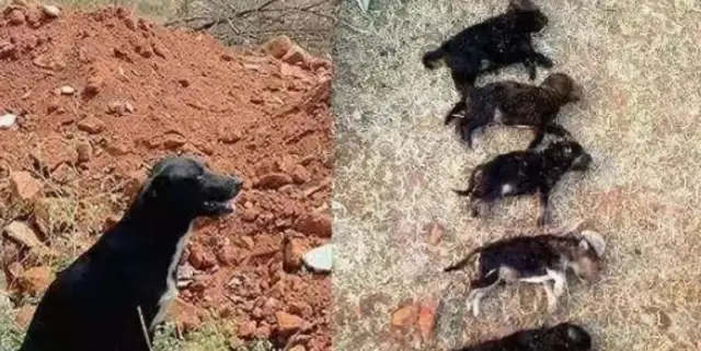 The mother of a stray dog just gave birth to her baby and witnessed the most tragic thing