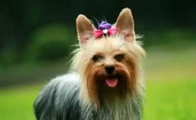 Seven good dogs have a high rate of return, but they're less pathetic in life