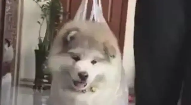 The dog's being held up by the master. He's learning to walk like a baby. He's trying to practice his feet. Come on