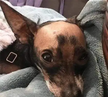 The dog was left behind by the owner because of his bald head and met his best friend