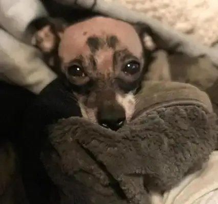 The dog was left behind by the owner because of his bald head and met his best friend