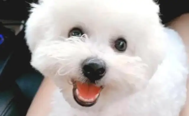 A white Teddy who barely recognized his mom and dad for a month: where's the dirty dog