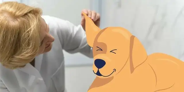 Dog ear inflammation and mites: What's the difference