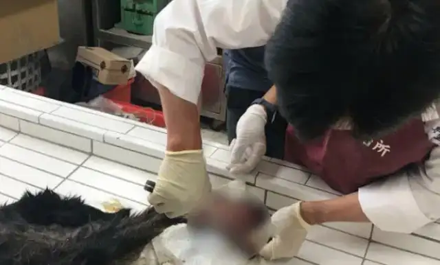 The dog was shot dead by a dumb bell. Line