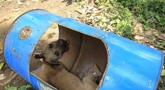 The man accidentally broke into a woodland and hundreds of dogs were locked in there