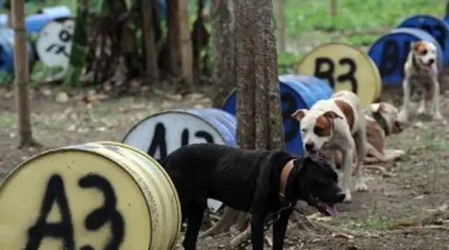 The man accidentally broke into a woodland and hundreds of dogs were locked in there