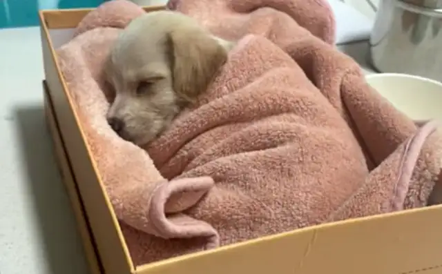 The dog in his little clothes waiting for his master in the cold wind, didn't know he was abandoned