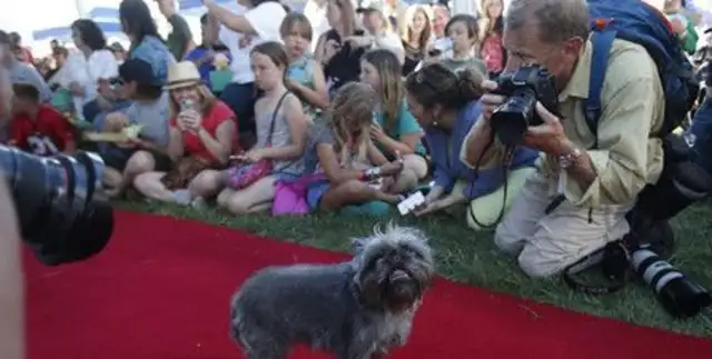 The world's ugliest dog race takes place in California