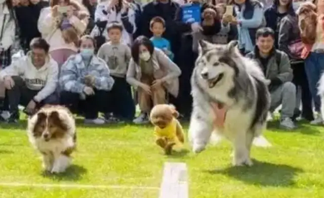 It's the opening of the first pet carnival in Puthart
