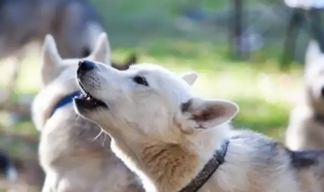 Is the dog really that good? I've come to tell you that five questions should be considered before we have a dog