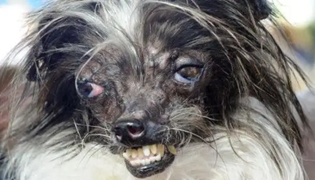 The world's ugliest dog race takes place in California