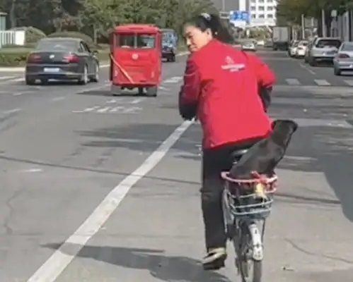 The dog fell off when she turned on her bike, and he ran up and didn't scream