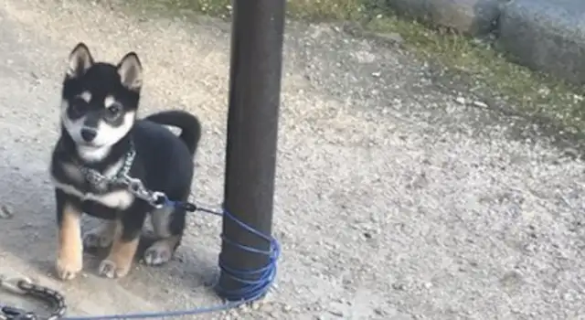 If the dog is tied up, it'll circle around in two circles. Dog: Great