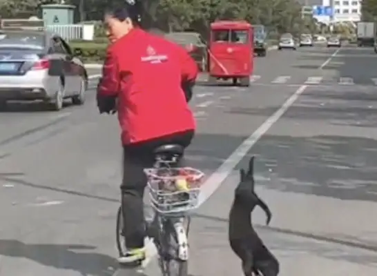 The dog fell off when she turned on her bike, and he ran up and didn't scream