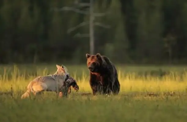 Dogs rush into the fire to save juvenile cats and cross species selfless. Love