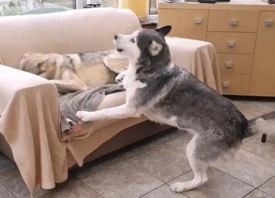 Once the master has the wolf dog, it's bad luck to eat and eat
