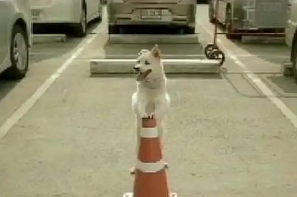 When the man gave the food to the dog, a lot of things happened that he wasn't expecting..