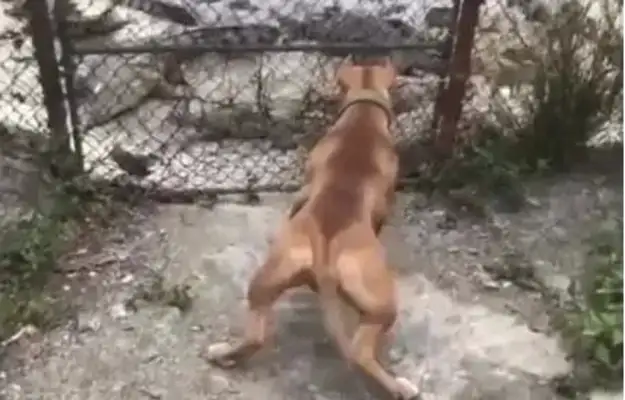 The dog wants to go to the crocodile park and attack the crocodile