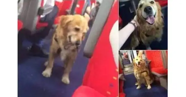 The golden hounds walk around in the trunk and pick up passengers for that funny reason