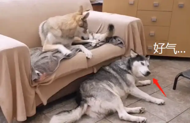 Once the master has the wolf dog, it's bad luck to eat and eat