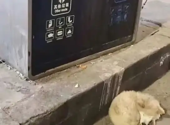 The dog wants to go to the crocodile park and attack the crocodile