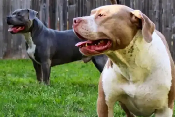 Two young children in the United States were torn to death by their dogs