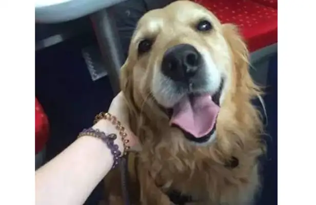 10 years old dog, a special way of saying goodbye before he died, thanks to his family for years