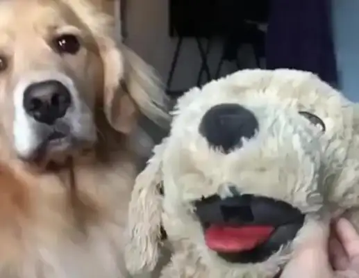 He's lying to his master