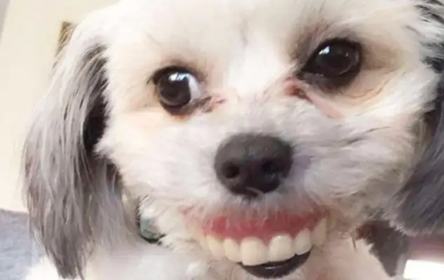 The master wakes up and the dentures disappear