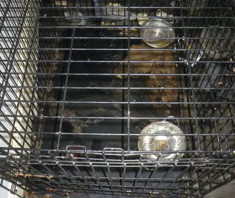 A woman was sentenced to 18 months' probation for breaking up with a hungry dog and dumping a dumpster for alleged animal abuse