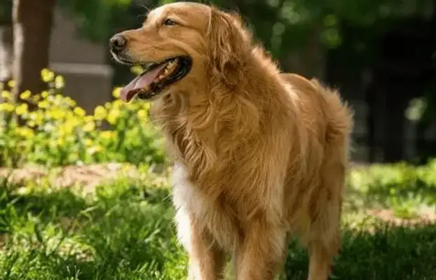 10 years old dog, a special way of saying goodbye before he died, thanks to his family for years