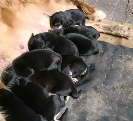 He's got a bunch of black dogs in the dumpster, and he's standing there crying