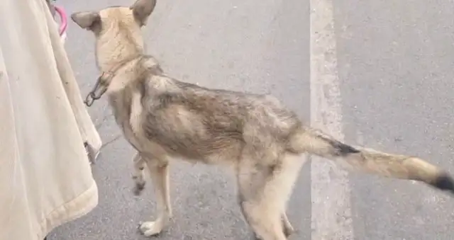 $400. The owner sold the skinny dog that bit the chicken