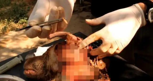 The Indian maggots treat it, and the Indian yellow dogs are on the verge of being eaten alive by maggots