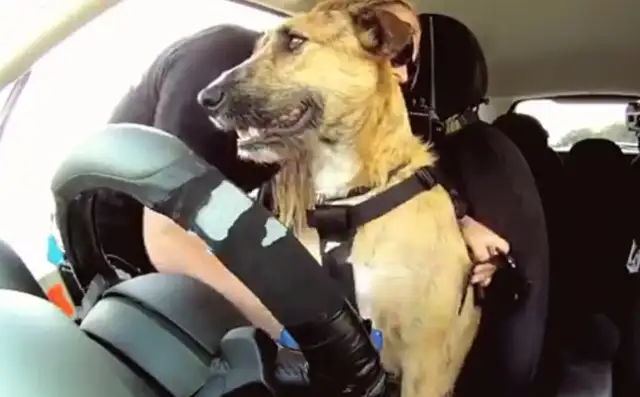 The staff trained three dogs to drive, and they learned it in only eight weeks: feeling offended