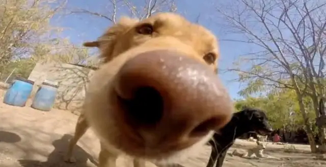 The Indian maggots treat it, and the Indian yellow dogs are on the verge of being eaten alive by maggots
