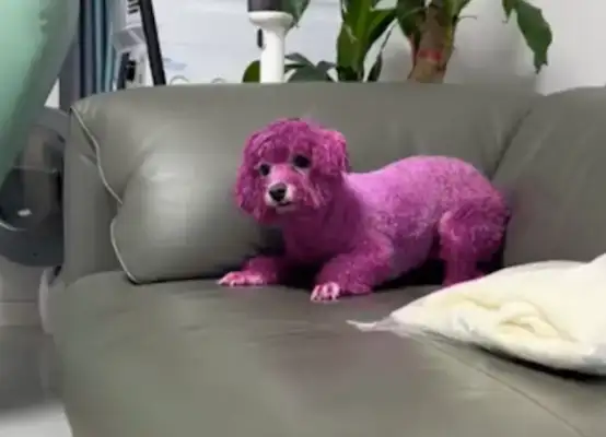 The master dyed the dog with flaming dragon nuts, driving it crazy: Are you taking me to scare people