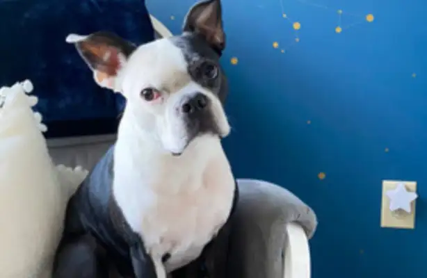 Dogs keep breaking into the baby's room. Mom's taking the baby to the hospital