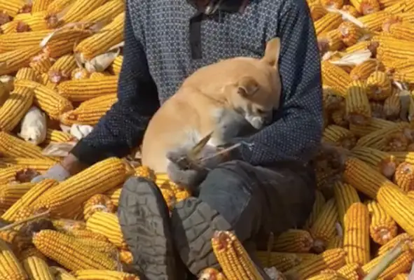 Grandpa was busy peeling corn, and the dog sat in his arms: "I'm Grandpa's baby!"