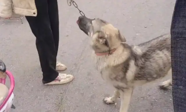 $400. The owner sold the skinny dog that bit the chicken