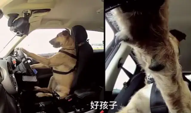 The staff trained three dogs to drive, and they learned it in only eight weeks: feeling offended