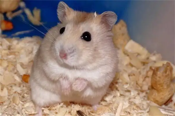 What if the hamster bites the blood? Look at the general solution