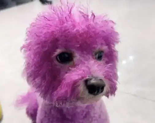 The master dyed the dog with flaming dragon nuts, driving it crazy: Are you taking me to scare people