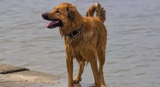 The dog was abandoned by the master and ran 100 miles to find the master, just to bite him