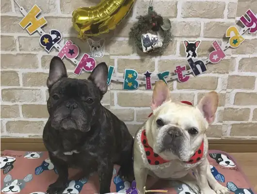super french bulldogcp, little pet love couple