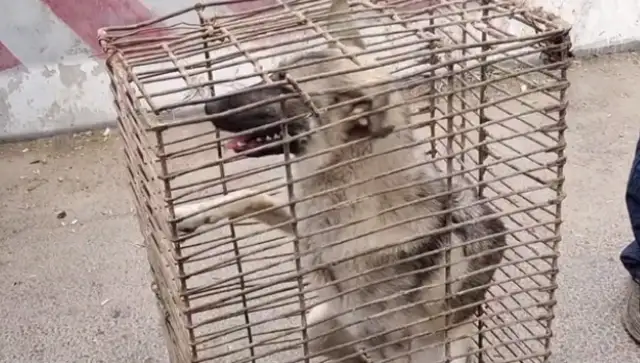 $400. The owner sold the skinny dog that bit the chicken